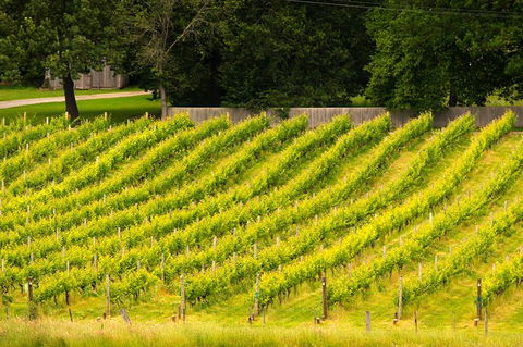 All Inclusive Wine Tour Up The Derwent Valley Hobart: Local Wines & Cheeses - Attractions Melbourne 3