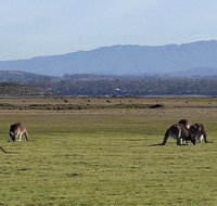 Spend a day in one of Tasmania's best wildlife National Park's - Attractions Melbourne