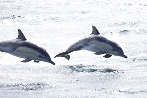 Highlights Of Tasmania Premium Small Group 7 Days Touring Package - Attractions Melbourne 1