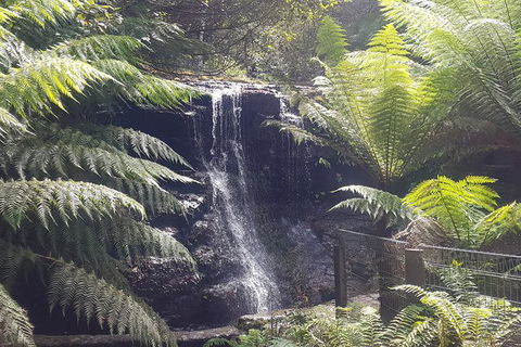 Mt. Wellington Morning Hike + Afternoon Beer & History Walk - Attractions Melbourne 16