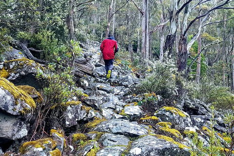 Mt. Wellington Morning Hike + Afternoon Beer & History Walk - Attractions Melbourne 8