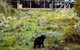 1-Hour Tasmanian Devil Feeding Day Tour At Cradle Mountain - thumb 4
