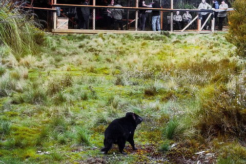 1-Hour Tasmanian Devil Feeding Day Tour At Cradle Mountain - Attractions Melbourne 4