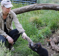1-Hour Tasmanian Devil Feeding Day Tour at Cradle Mountain - Attractions Melbourne