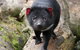 1-Hour Tasmanian Devil Feeding Day Tour At Cradle Mountain - thumb 1