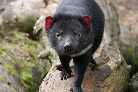 1-Hour Tasmanian Devil Feeding Day Tour At Cradle Mountain - Attractions Melbourne 1