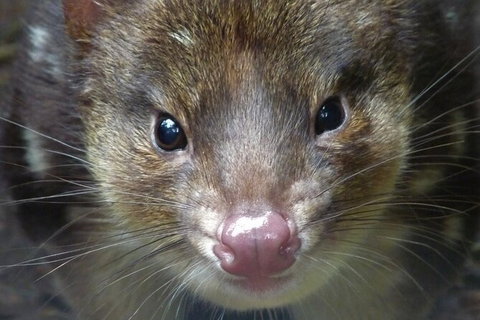 1-Hour Tasmanian Devil Feeding Day Tour At Cradle Mountain - Attractions Melbourne 2