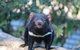 1-Hour Tasmanian Devil Feeding Day Tour At Cradle Mountain - thumb 5