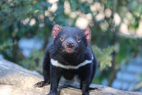 1-Hour Tasmanian Devil Feeding Day Tour At Cradle Mountain - Attractions Melbourne 5