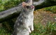 1-Hour Tasmanian Devil Feeding Day Tour At Cradle Mountain - thumb 3