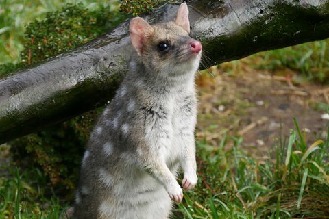 1-Hour Tasmanian Devil Feeding Day Tour At Cradle Mountain - Attractions Melbourne 3