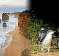 Melbourne Super Saver Great Ocean Road  Phillip Island  Attraction Pass - Attractions Melbourne