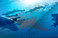 Book Mornington Accommodation Vacations Attractions Melbourne Attractions Melbourne