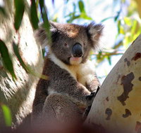 Great Ocean Road Highlights Tour - 2 Days 1 Night - Attractions Melbourne