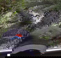 A Taste of the Otways  12 Apostles from Warrnambool - Attractions Melbourne