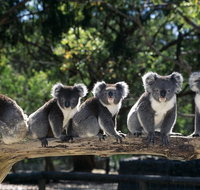 Private Tour Healesville Sanctuary Wildlife  Puffing Billy Steam Train - Attractions Melbourne