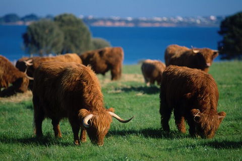 3 Day Private Tour Of Phillip Island, Great Ocean Road & Mornington Peninsula - Attractions Melbourne 7