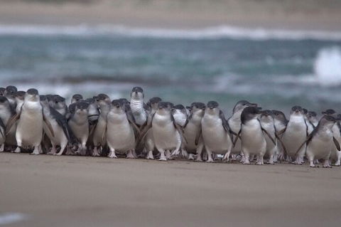 3 Day Private Tour Of Phillip Island, Great Ocean Road & Mornington Peninsula - Attractions Melbourne 5