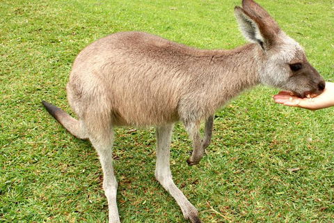 3 Day Private Tour Of Phillip Island, Great Ocean Road & Mornington Peninsula - Attractions Melbourne 4