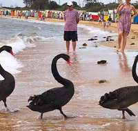 PRIVATE TOUR Melbourne City And Bayside Beach Tour - Attractions Melbourne