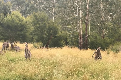 [PRIVATE TOUR] Mount Dandenong And Yarra Valley Winery Tour - Attractions Melbourne 2
