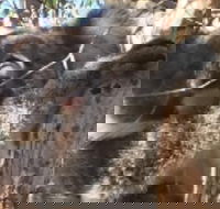 Towerhill Wildlife Tour - Attractions Melbourne