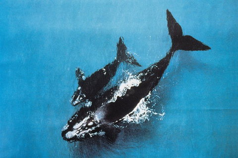 The Ultimate Great Ocean Road Fishing & 12 Apostles Experience - 2.5 Days - Attractions Melbourne 7