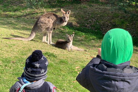 Great Ocean Road Express Private Tour - A Highlights Tour With A Local (8 Hours) - Attractions Melbourne 2