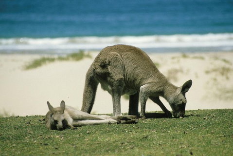 LGBT+ Friendly 12-Hour Great Ocean Road Private Tour - Attractions Melbourne 3