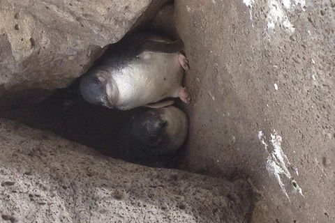 Food Tour Melbourne - St Kilda - Attractions Melbourne 4