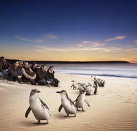 PRIVATE TOUR Philip Island Half Day Tour Penguin Parade - Attractions Melbourne
