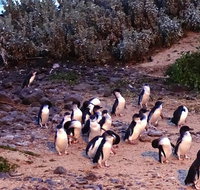 Phillip Island Private Experience - Attractions Melbourne