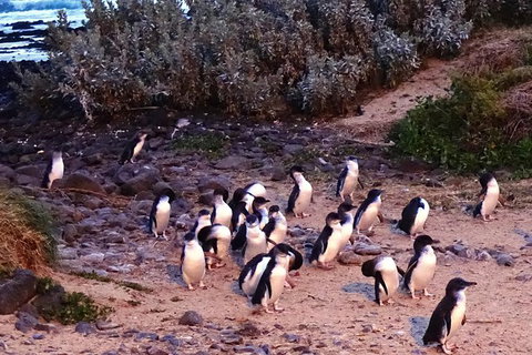Phillip Island Private Experience - Attractions Melbourne 0