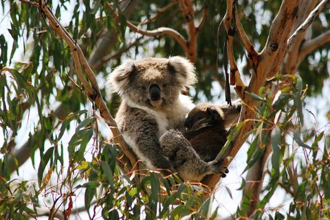 Phillip Island Private Experience - Attractions Melbourne 6