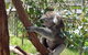 Phillip Island Private Experience - thumb 3