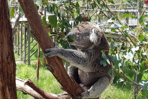 Phillip Island Private Experience - Attractions Melbourne 3