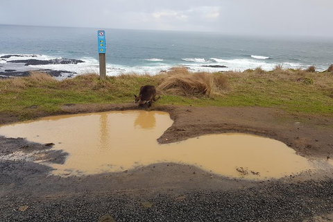 Phillip Island Private Experience - Attractions Melbourne 2
