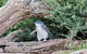 Phillip Island Private Experience - thumb 1