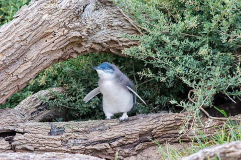 Phillip Island Private Experience - Attractions Melbourne 1