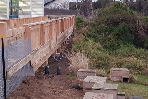 Phillip Island Private Experience - Attractions Melbourne 13