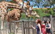 Slumber Safari At Werribee Open Range Zoo - thumb 1