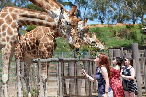 Slumber Safari At Werribee Open Range Zoo - Attractions Melbourne 1