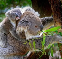 Private Three Day Great Ocean Road Tour - Attractions Melbourne