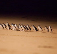 2-Day Phillip Island Discovery Escape from Melbourne - Attractions Melbourne