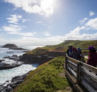 Full-Day Bus Tour Phillip Island Wildlife and Brighton Beach - Attractions Melbourne