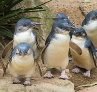Healesville Sanctuary And Phillip Island Wildlife Bus Tour - Attractions Melbourne