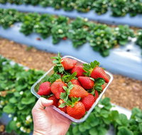 Mornington Peninsula Private Food Trail Tour with Pickup - Attractions Melbourne