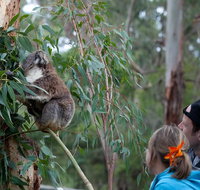 2 Day Exclusively Private Tour Of Phillip Island  The Great Ocean Road - Attractions Melbourne