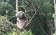 Full-Day Great Ocean Road Small-Group Tour From Melbourne - thumb 2