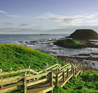 Full-Day Guided Australian Wildlife Tour of Phillip Island - Attractions Melbourne